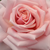 Różowy  - Róża wielkokwiatowa - Hybrid Tea - Budatétény